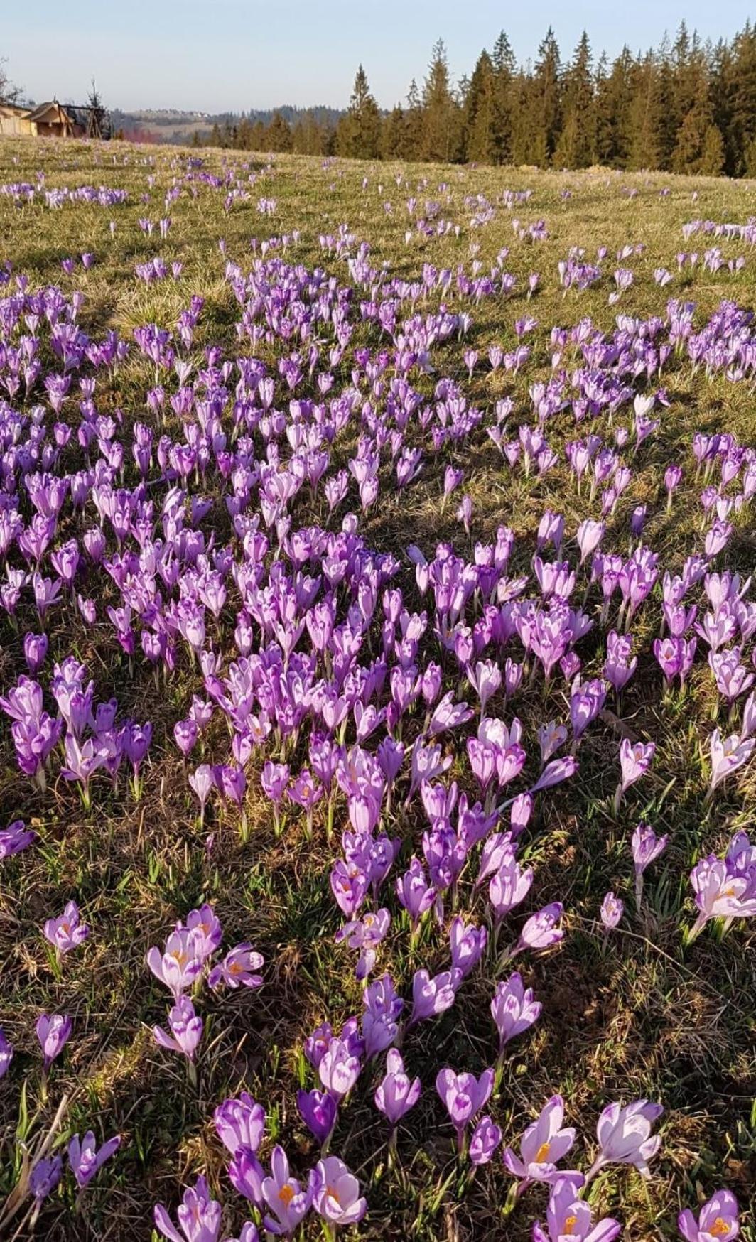 Villa Dorota Zakopane Esterno foto